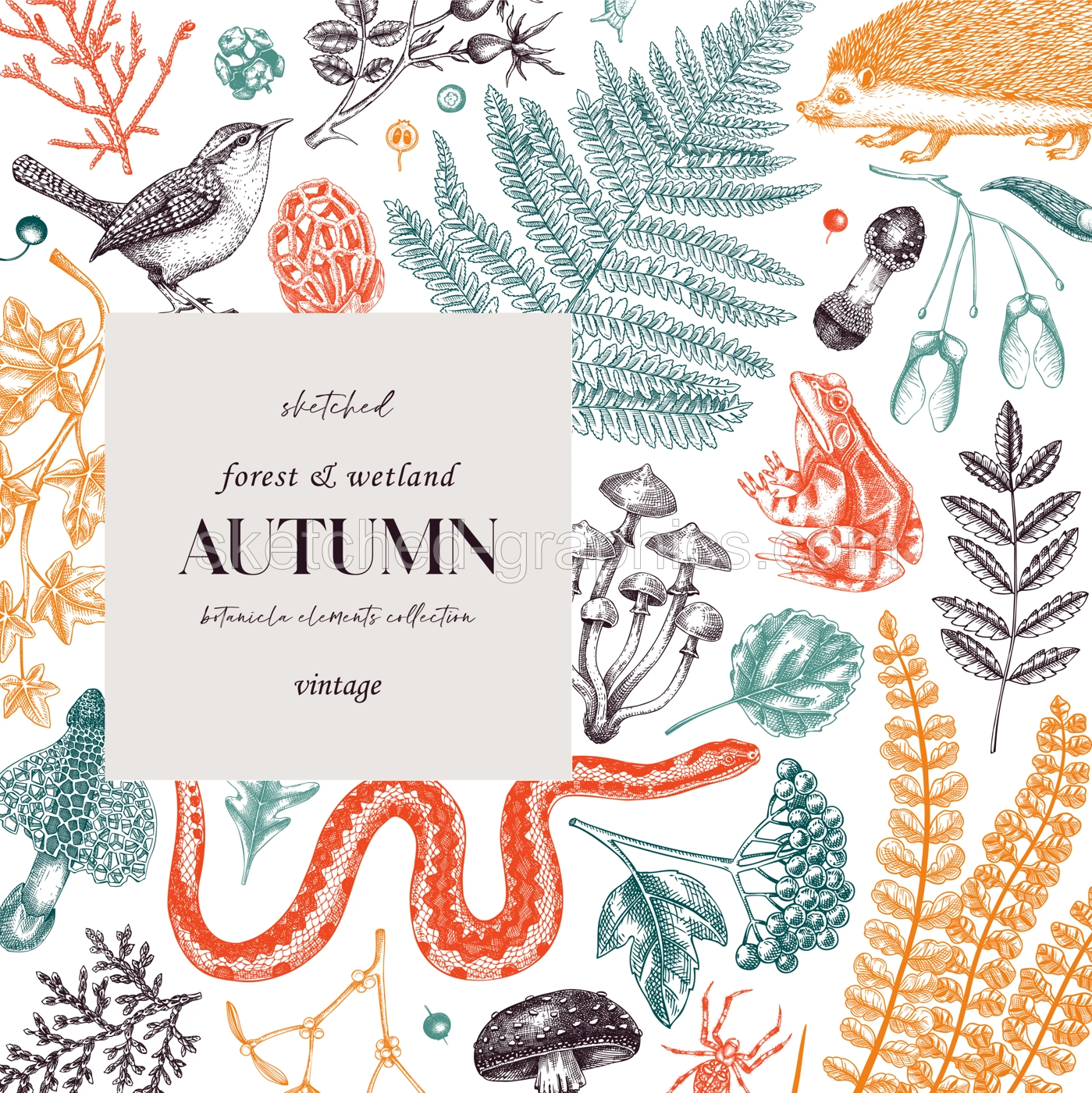 Autumn forest minimalist design template. Woodland animals, ferns, fall leaves, mushroom sketches. Hand drawn vector illustration. Greeting card or invitation. Illustration